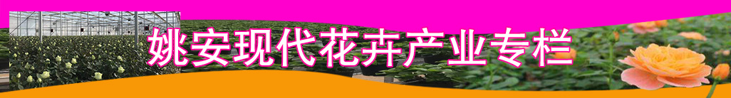 姚安現代花卉產業專欄